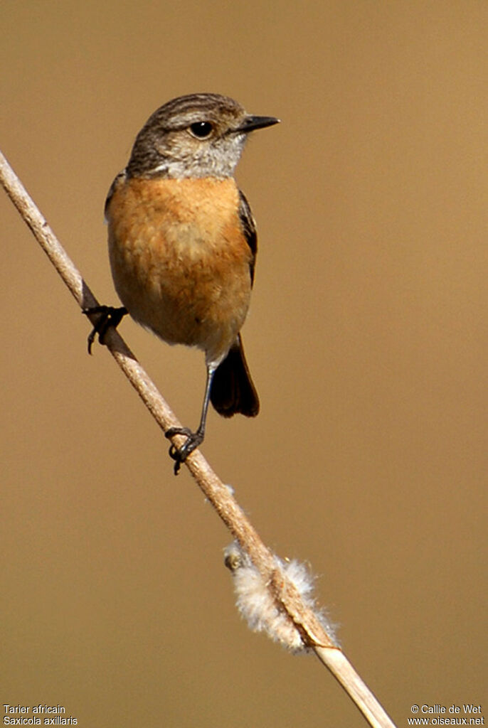 African Stonechat female