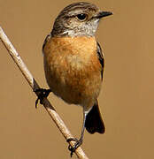 African Stonechat