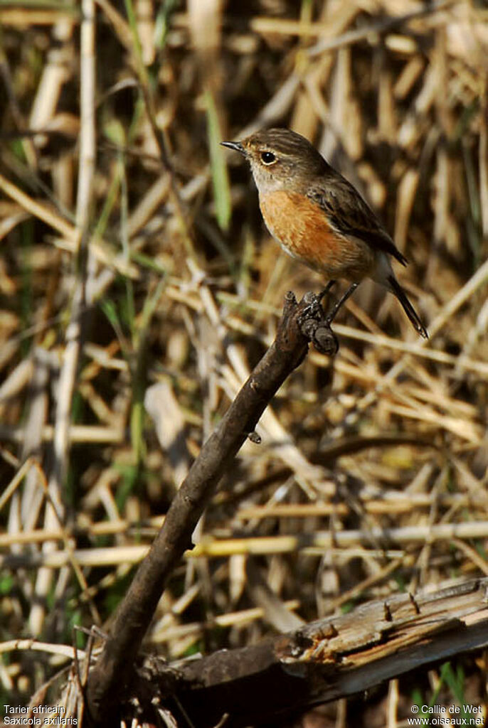 African Stonechat female