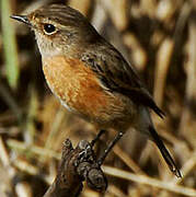 African Stonechat