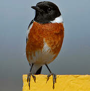 African Stonechat