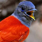 African Paradise Flycatcher