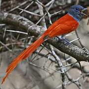 African Paradise Flycatcher