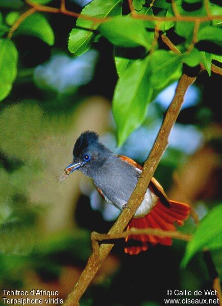 African Paradise Flycatcher female