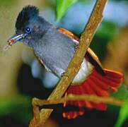 African Paradise Flycatcher