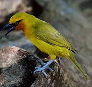 Spectacled Weaver