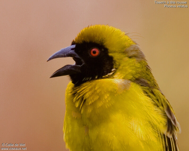 Southern Masked Weaver male