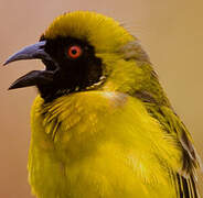 Southern Masked Weaver