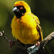 Southern Masked Weaver