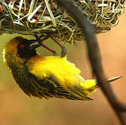 Southern Masked Weaver