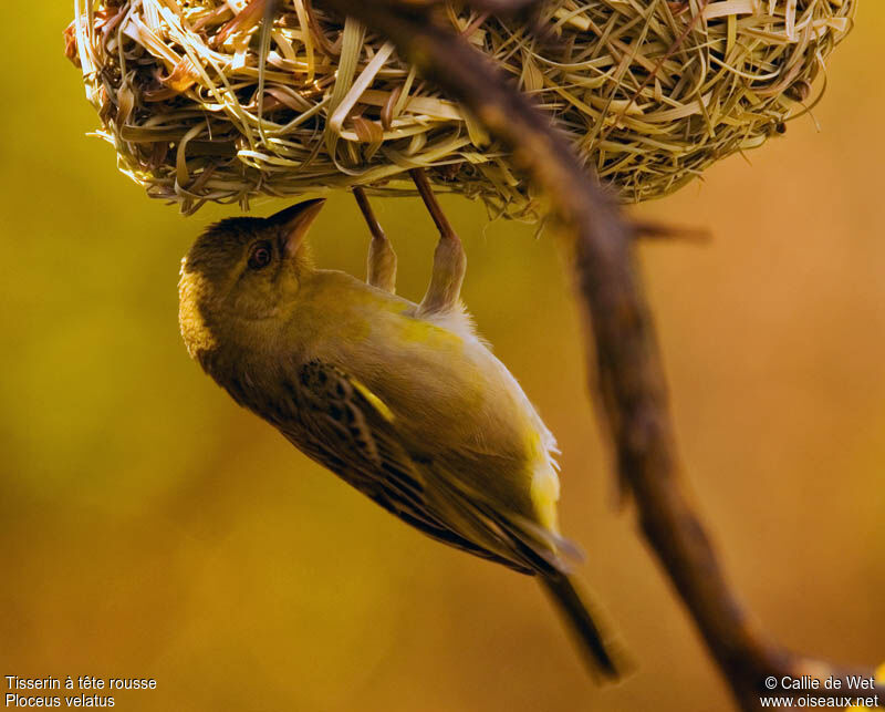 Southern Masked Weaver female