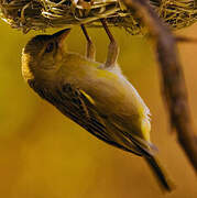 Southern Masked Weaver