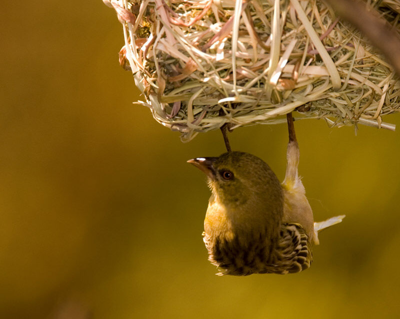 Southern Masked Weaver female