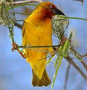 Cape Weaver