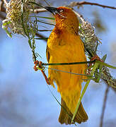 Cape Weaver