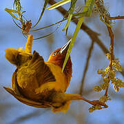 Cape Weaver