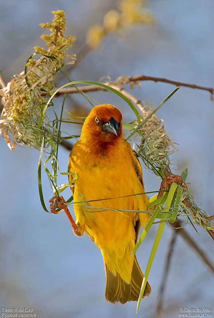 Cape Weaver male adult