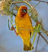 Cape Weaver