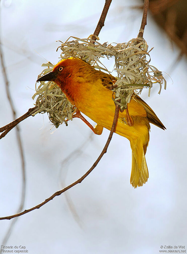 Cape Weaver male adult