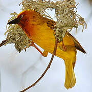 Cape Weaver