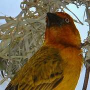 Cape Weaver