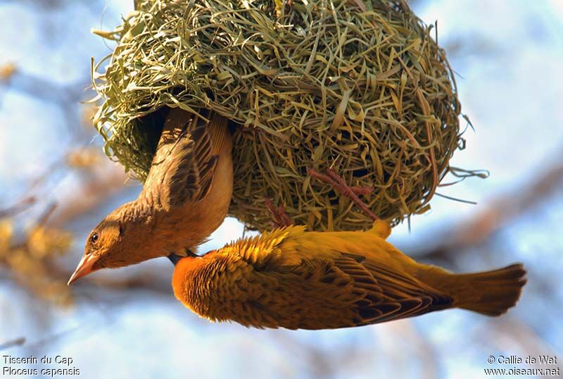 Cape Weaver adult