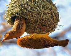 Cape Weaver