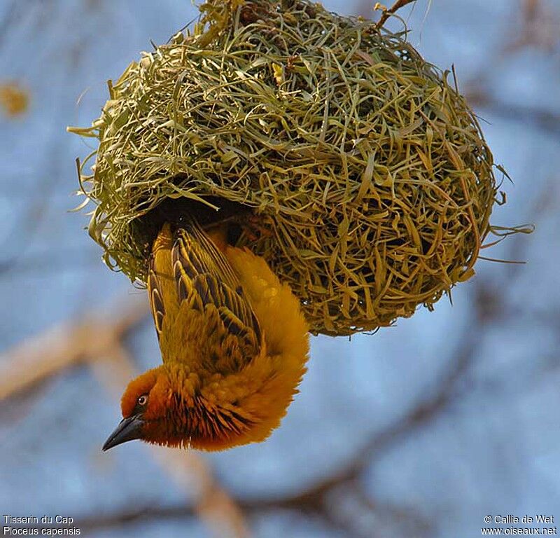 Tisserin du Cap mâle adulte