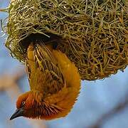 Cape Weaver