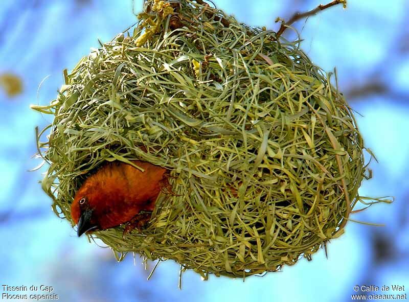 Tisserin du Cap mâle adulte