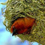 Cape Weaver