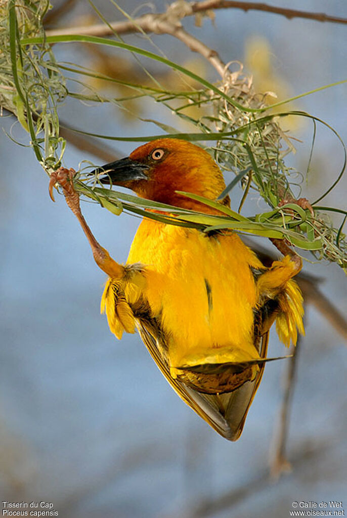 Cape Weaver male adult