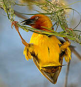 Cape Weaver