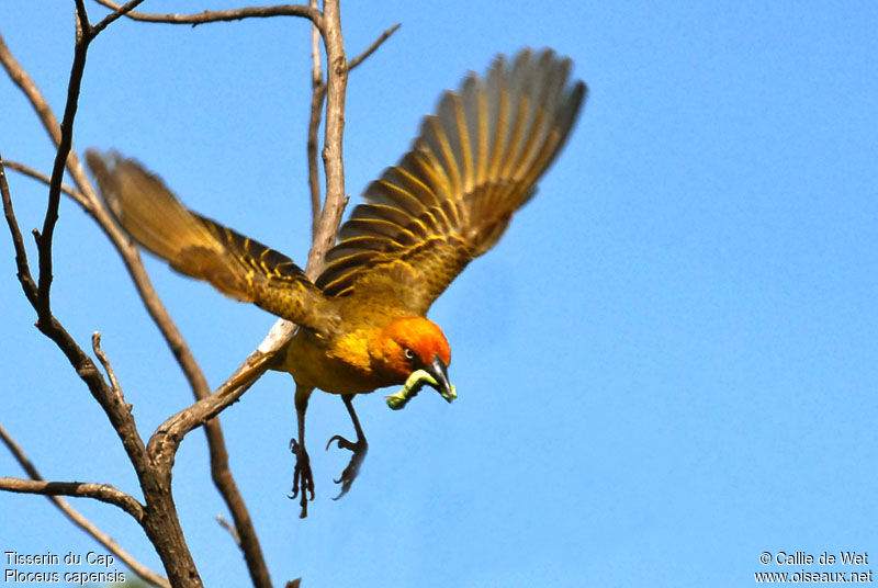 Cape Weaver male adult