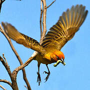 Cape Weaver