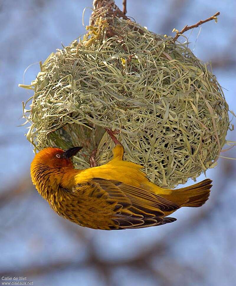 Tisserin du Cap mâle adulte, Nidification