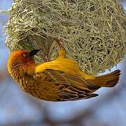 Cape Weaver