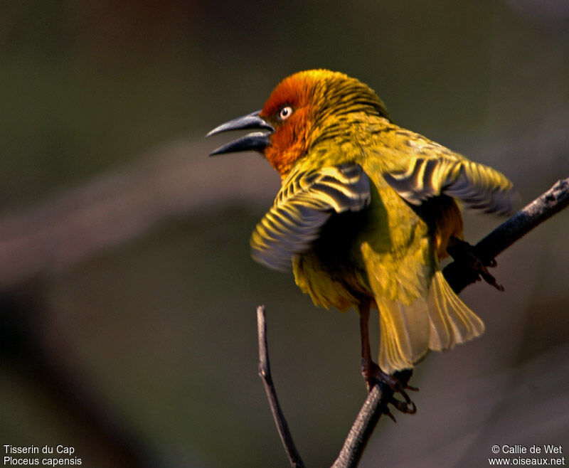 Cape Weaver male adult