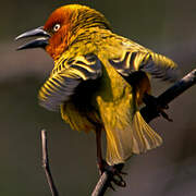 Cape Weaver