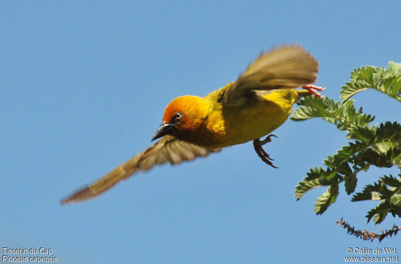 Cape Weaver male adult