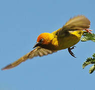 Cape Weaver