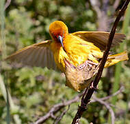 Cape Weaver