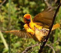 Cape Weaver