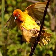 Cape Weaver