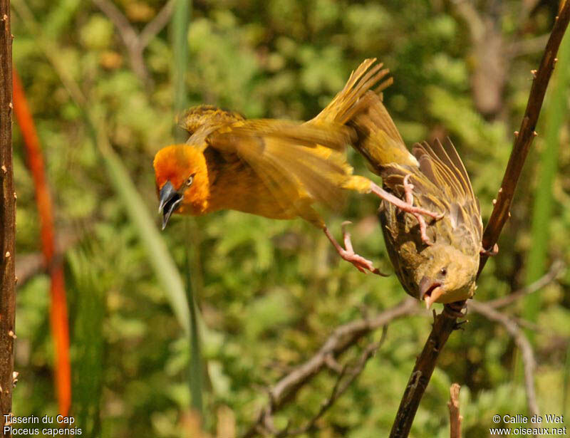 Cape Weaver adult