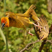 Cape Weaver