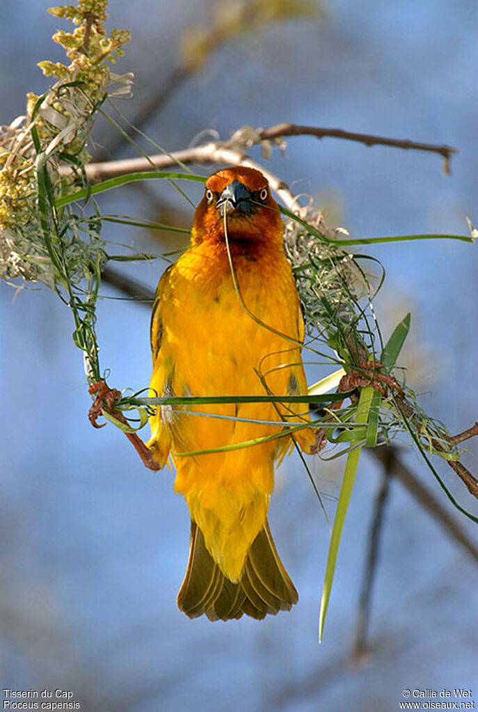 Cape Weaver male adult