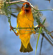 Cape Weaver