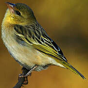 Village Weaver