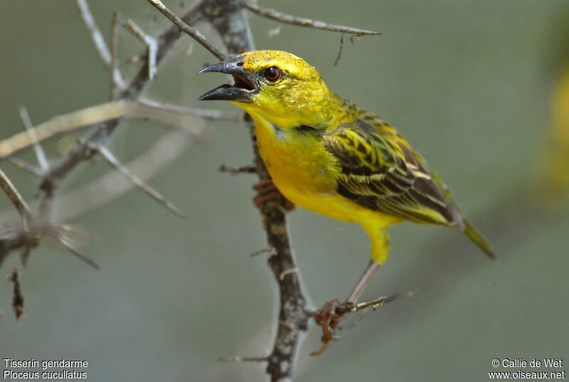 Village Weaver male adult